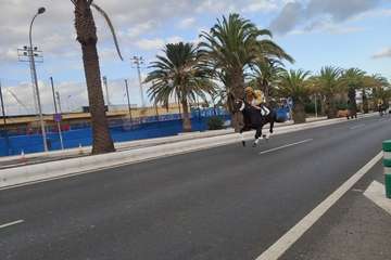 Carreras de caballos en Telde por San Gregorio (Foto TA y TF)